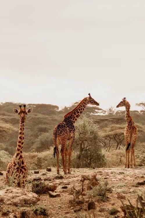 Girafas na savana africana